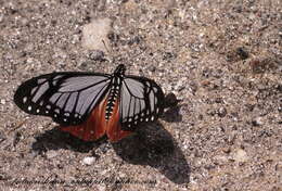 Image of Papilio agestor