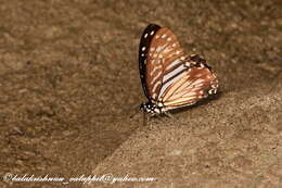 Graphium macareus (Godart 1819) resmi