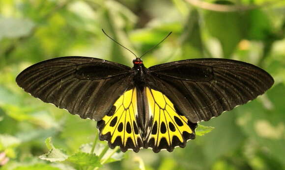 Troides helena (Linnaeus 1758) resmi