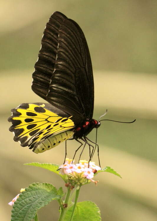 Troides helena (Linnaeus 1758) resmi