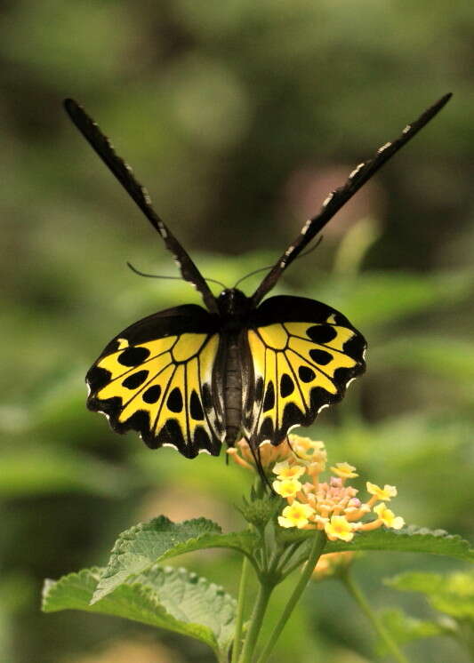 Troides helena (Linnaeus 1758) resmi