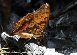 Charaxes kahruba resmi