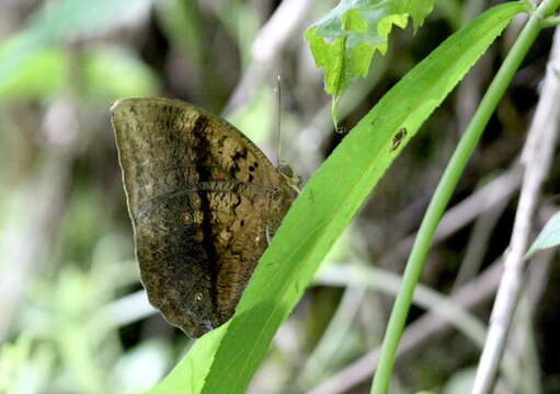 Imagem de Discophora sondaica Boisduval 1836