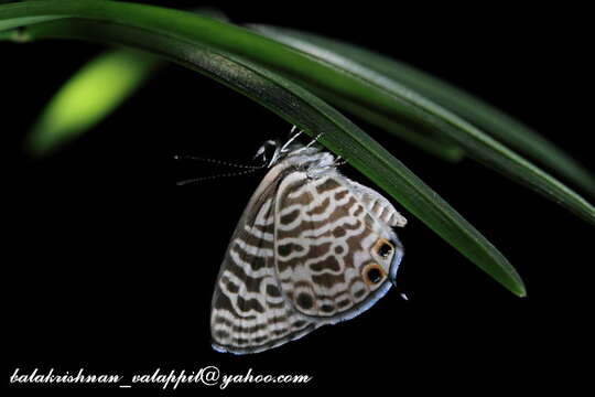 Image of Leptotes plinius