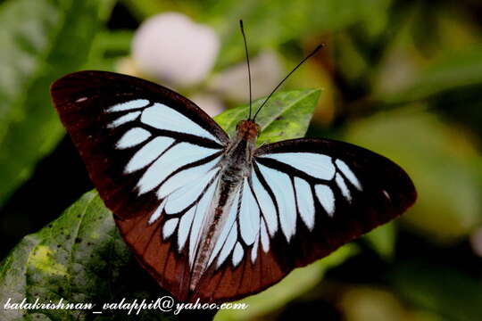 Image of Pareronia ceylanica (Felder & Felder (1865))