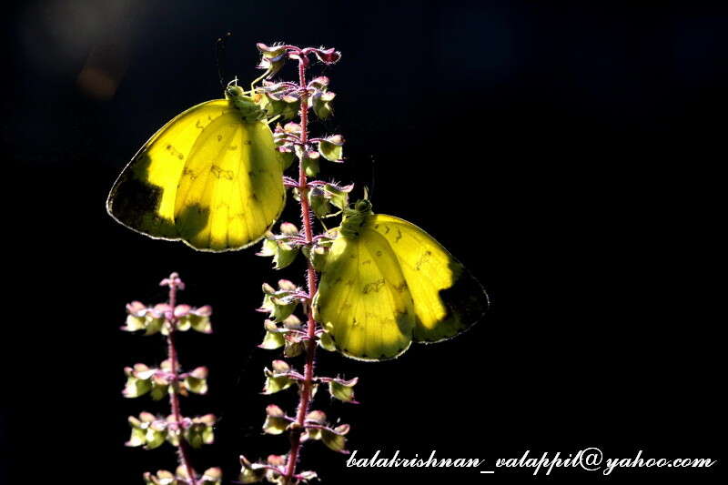 Image de Eurema blanda (Boisduval 1836)