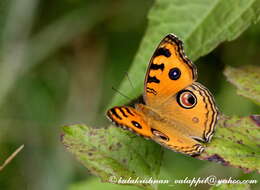 Plancia ëd Junonia almana Linnaeus 1758