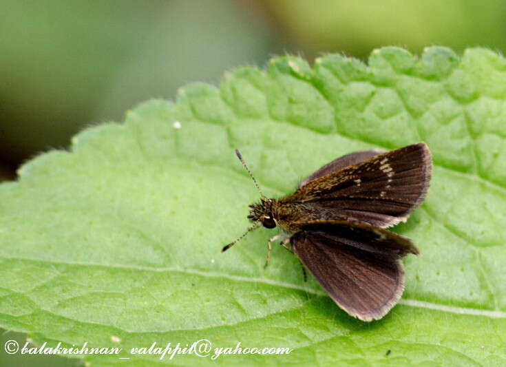 Image of Pygmy Scrub-hopper