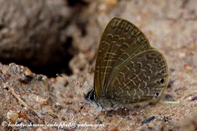 Image of Dingy Line blue