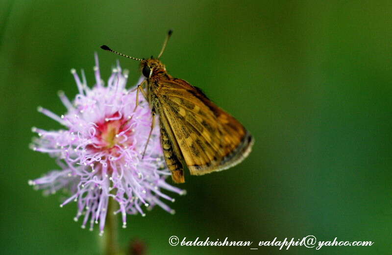 Image of Tamil grass dart