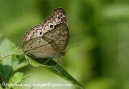 Plancia ëd Junonia atlites Linnaeus 1763