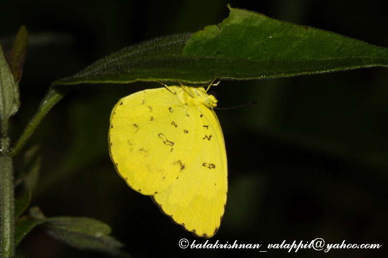 Image de Eurema blanda (Boisduval 1836)