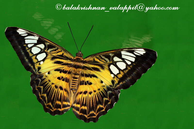 Imagem de Parthenos sylvia