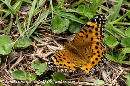 Image of Argynnis hyperbius