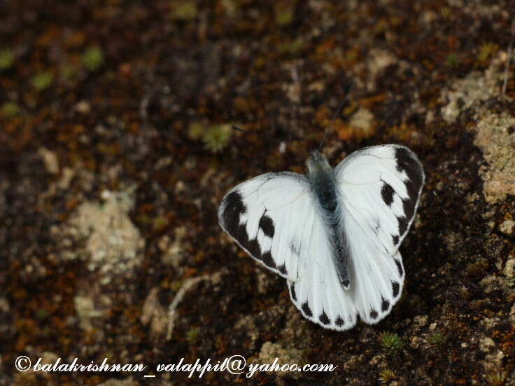 Image of Pieris canidia (Sparrman 1768)