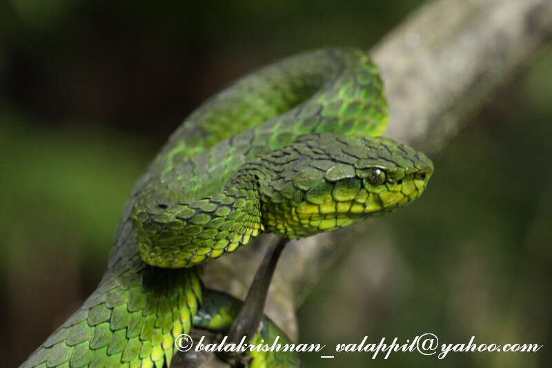 Trimeresurus macrolepis Beddome 1862 resmi