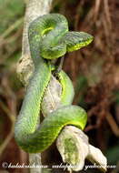 Image of large-scaled pitviper