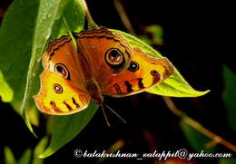 Imagem de Junonia almana Linnaeus 1758