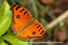 Image of Peacock Pansy