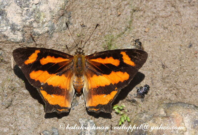 Image of Himalayan jester