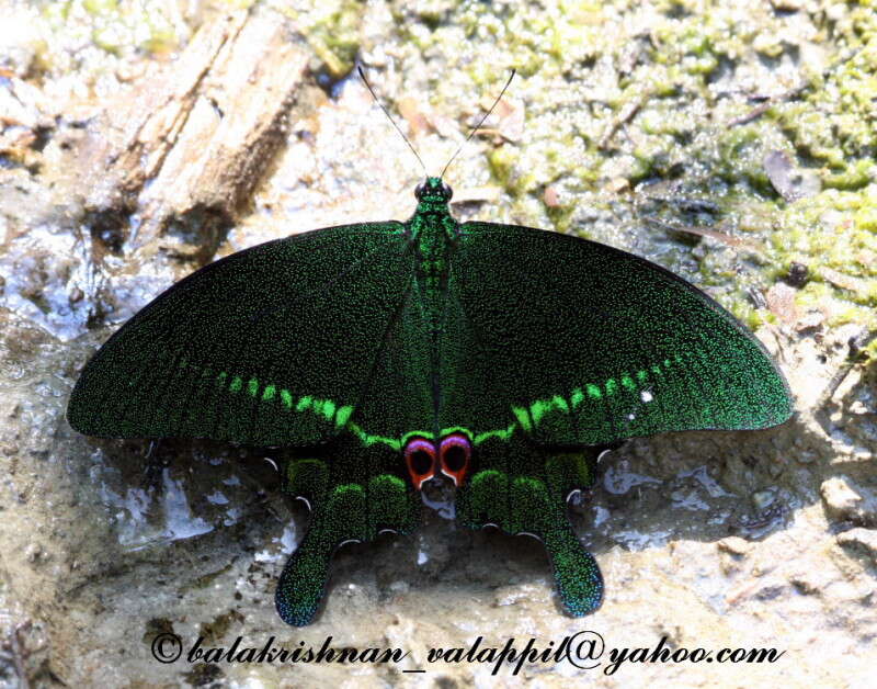 Image of Papilio paris Linnaeus 1758