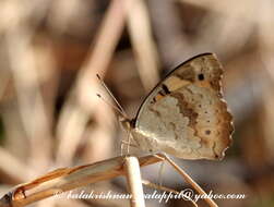 Imagem de Junonia hierta Fabricius 1798