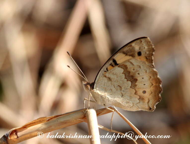 Imagem de Junonia hierta Fabricius 1798