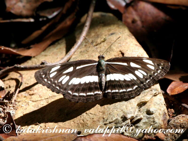 Слика од Phaedyma columella Cramer 1782