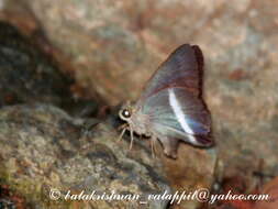 Image of Hasora taminatus Hübner 1818