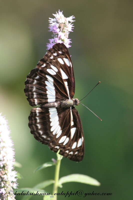 Слика од Phaedyma columella Cramer 1782