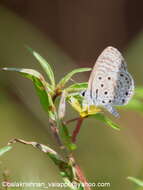 Image of African babul blue