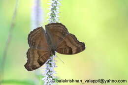 Image of chocolate pansy