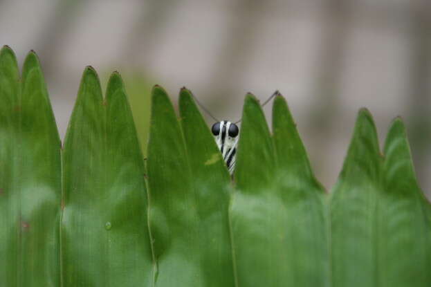 Plancia ëd Papilio demoleus Linnaeus 1758