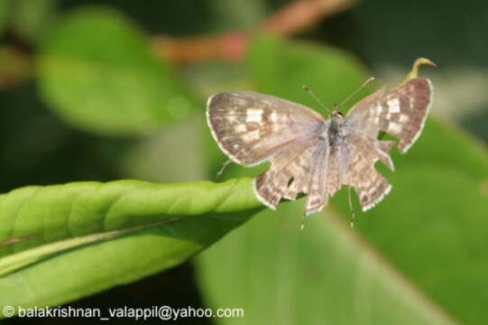 Image of Leptotes plinius