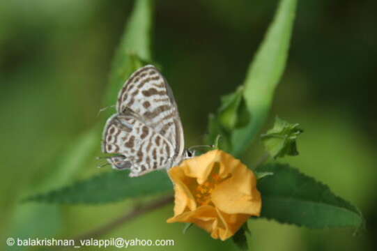 Image of Leptotes plinius