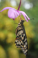 Imagem de Spathoglottis plicata Blume