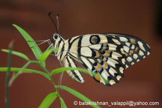 Plancia ëd Papilio demoleus Linnaeus 1758