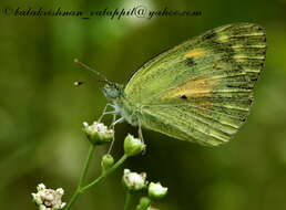 Colotis amata (Fabricius 1775)的圖片