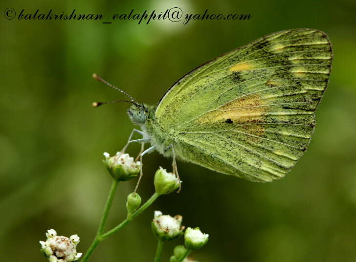 Colotis amata (Fabricius 1775)的圖片