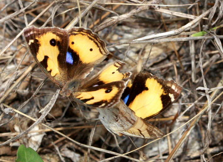 Imagem de Junonia hierta Fabricius 1798