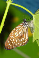 Image of Tirumala septentrionis