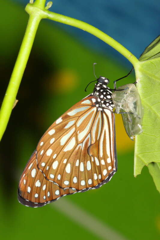 Image of Tirumala septentrionis