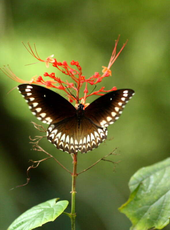 Image of Malabar Raven