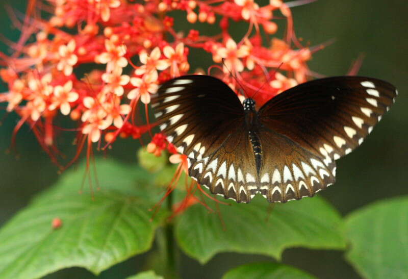 Image of Malabar Raven