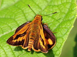 Image of Telicota bambusae