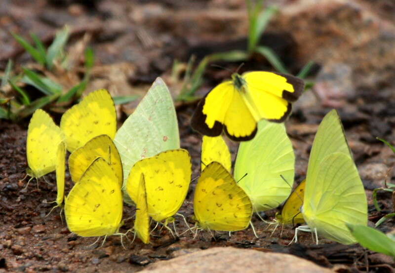 Слика од Eurema hecabe (Linnaeus 1758)