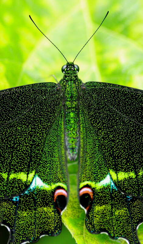 Image of Papilio paris Linnaeus 1758