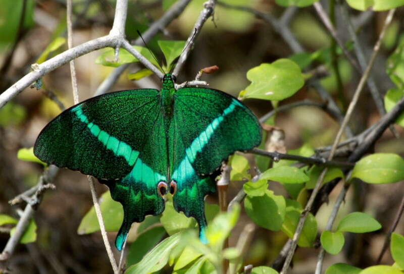 Image of Common Banded Peacock