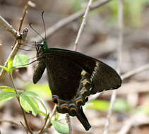 Image of Common Banded Peacock