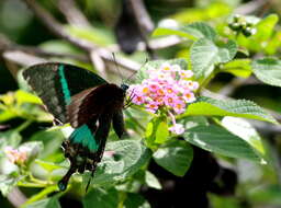 Image of Common Banded Peacock